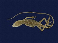 藏品(斯文豪氏攀蜥)的圖片